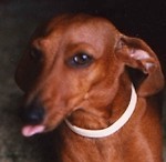 zippywienerdog