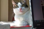 stub_cat_vintage_media_warehouse