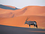 nativetexan27