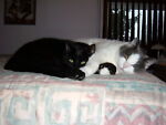 curious_cat_eclectic