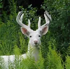 meadowspringfarm