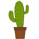 bigcactustrading