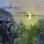 nocturnalkingdoms