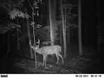 hunting-nutt