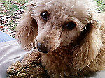 plushpuppy