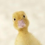 theprofitduck