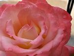 floridarose1954
