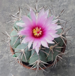 littlespinycactus
