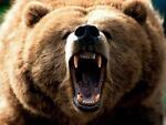 grizzlybear_cave2016