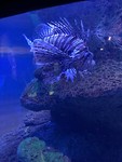 tanks_simple_treasures