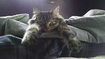 owlcatcollectibles