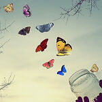 *floating*-*butterflies*