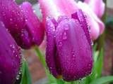 spring flowers Pictures, Images and Photos
