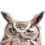 owly09