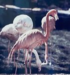 flamingobuys