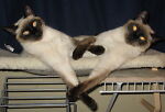 catcityrescueportland