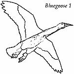 bluegoose-1