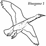 bluegoose-1