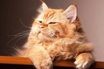 catronics4u