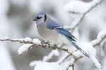 blue_bird.12