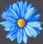 blue-daisy