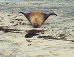 ibbeachbum