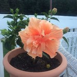 aglimpseofbeautiful