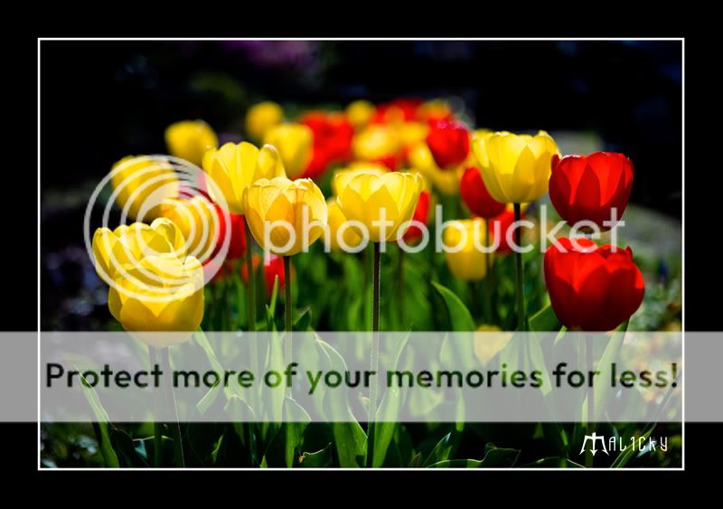 tulips photo: Tulips IMG_0224.jpg