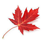the-maple-leaf