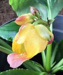aridplants