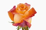 shoptreasurerose