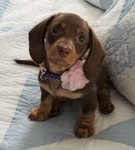 chocolatedoxie