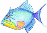 10triggerfish