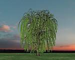 weepywillow
