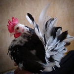fairfeatherfriends