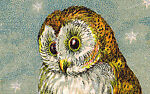 the_wicker_owl