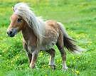 tiny_pony