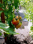 idaho_gardener