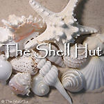 shellhut