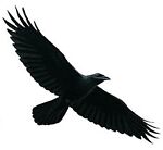 ravens-shinies