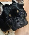 frenchielover23