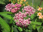 jasper_marigold