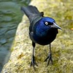 thegracklesnest