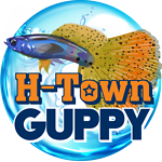 htownguppy