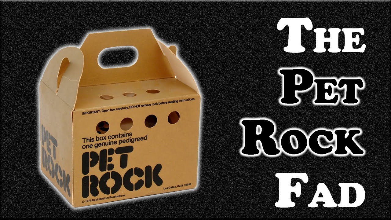 Image result for pet rocks