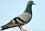 tccolonna