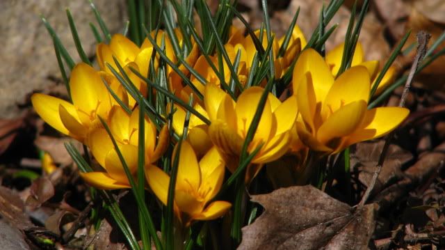 crocus photo: Crocus IMG_8633.jpg