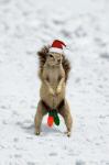 waldokittymate
