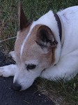 jackieratterrier
