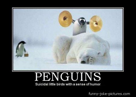 Image result for funny penguin memes